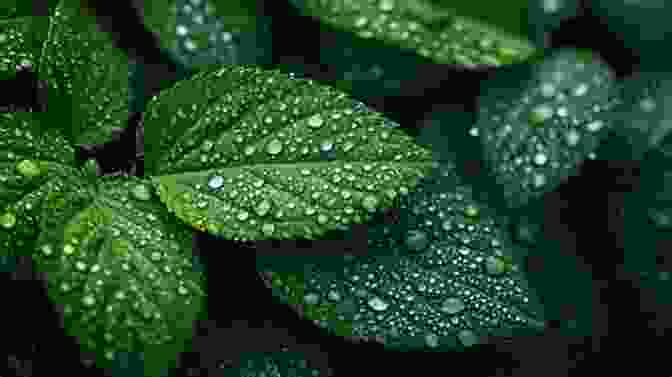 A Close Up Of Lush Green Leaves, Symbolizing The Deep Connection To The Natural World Two Roots And A Fruit