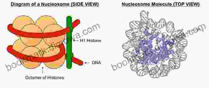 A Diagram Depicting The Structure Of A Nucleosome, With DNA Wrapped Around A Core Of Eight Histone Proteins. Organization Of DNA In Chromatin