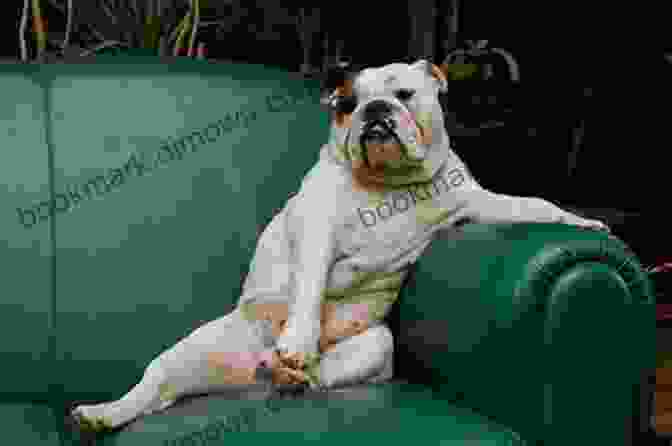 A Dog Sitting On A Couch Dogs On Furniture H Kent Baker