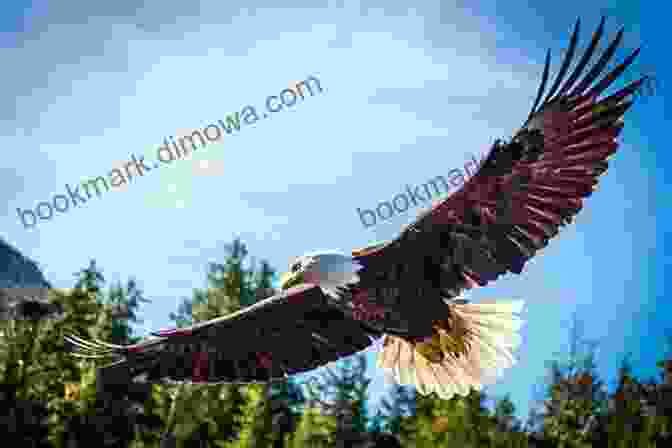 A Majestic Eagle In Flight Over Anderson Island Island Year: Anderson Island Puget Sound