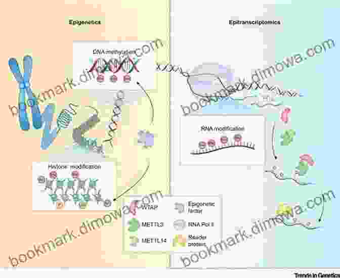 A Representation Of Epigenetic Marks On Chromatin, Influencing Gene Expression Without Modifying The DNA Sequence. Organization Of DNA In Chromatin