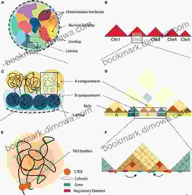 A Visualization Of The 3D Structure Of The Genome, Showing Chromatin Loops And Interactions Between Distant Regions. Organization Of DNA In Chromatin