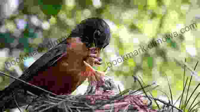 Adult Birds Attentively Feeding Their Hungry Chicks, Regurgitating Food Directly Into Their Open Mouths To Ensure Their Rapid Growth And Development Bird Love: The Family Life Of Birds