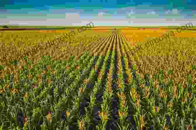 Aerial Photograph Used To Document Environmental Impact In The Midwest Barnstorming The Prairies: How Aerial Vision Shaped The Midwest