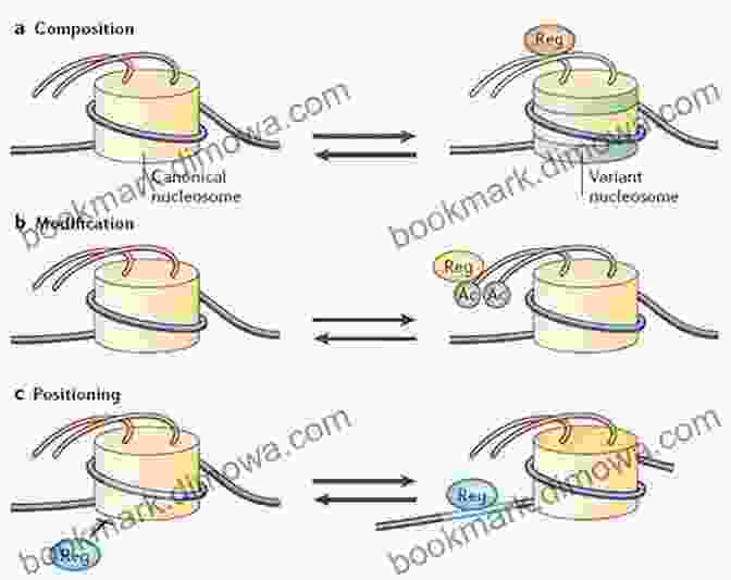 An Illustration Of Chromatin Remodeling, Showing The Repositioning Of Nucleosomes By Enzymatic Complexes. Organization Of DNA In Chromatin