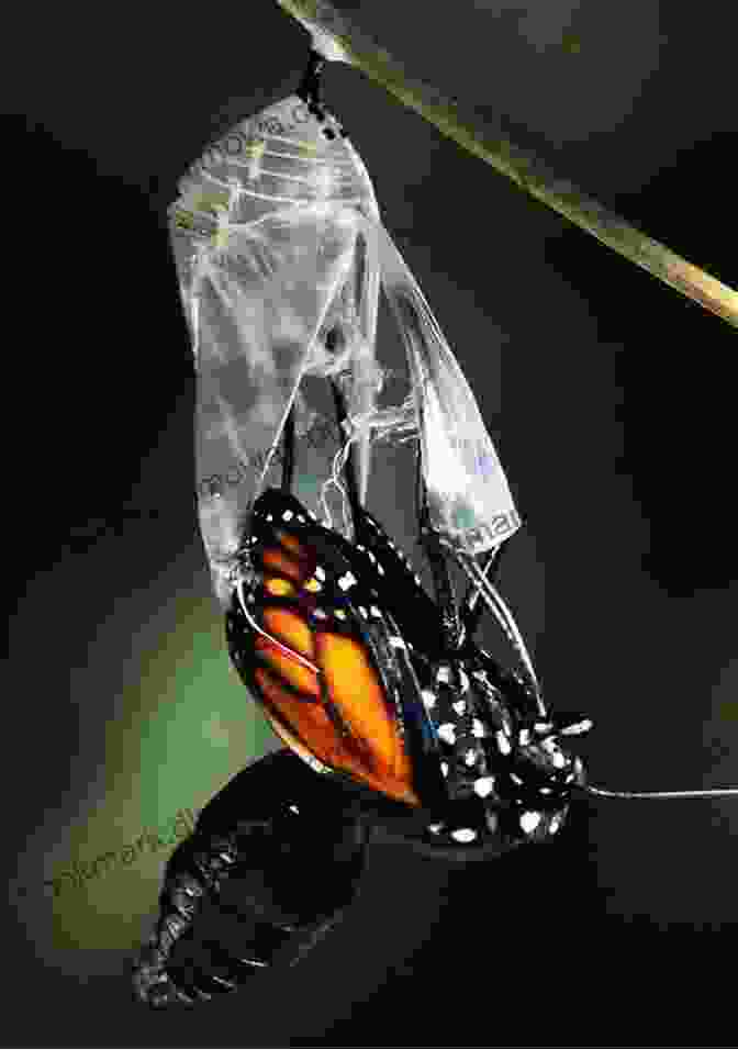 Beautiful Butterfly Emerging From Its Cocoon Emerge Heather Sunseri