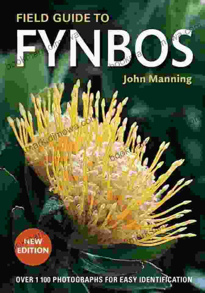 John Manning's Field Guide To Fynbos, A Comprehensive Guide To The Cape Floral Kingdom's Unique Plant Community Field Guide To Fynbos John Manning