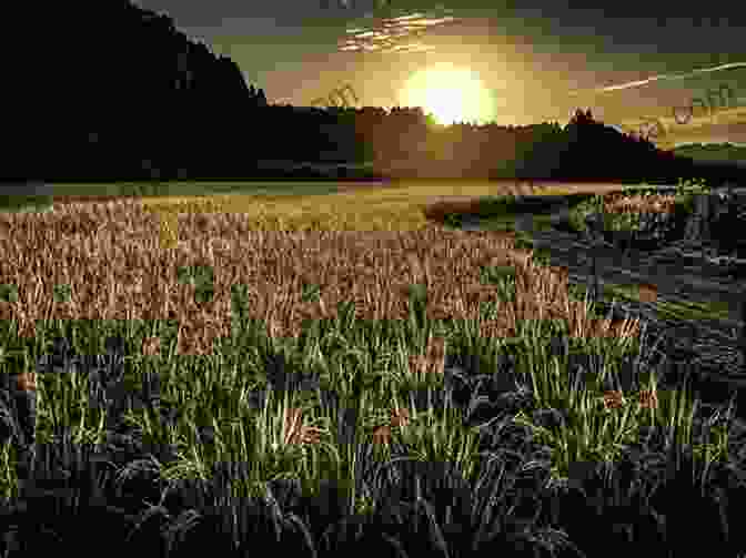 Tranquil Rice Fields Under The Golden Sunlight Whispers From The Rice Fields: Wanderings Wonderings From Bali