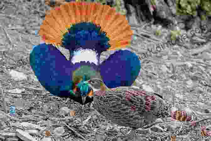 Two Birds Engaging In An Elaborate Courtship Display, Showcasing Vibrant Plumage Patterns And Intricate Dance Moves Bird Love: The Family Life Of Birds