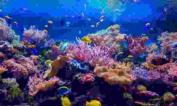 Vibrant Coral Reef Ecosystem Blue Skin Of The Sea