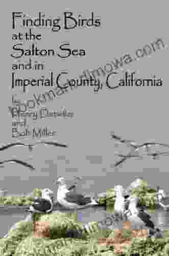 Finding Birds At The Salton Sea And In Imperial County California